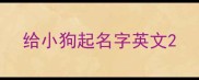 给小狗起名字英文