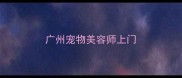 广州宠物美容师上门