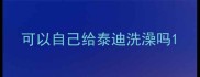 可以自己给泰迪洗澡吗