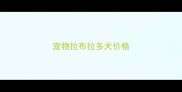 宠物拉布拉多犬价格