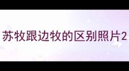 苏牧跟边牧的区别照片