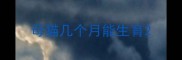 母猫几个月能生育