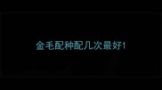 金毛配种配几次最好