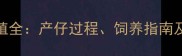哈士奇繁殖全产仔过程饲养指南及健康贴士