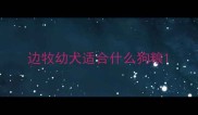 边牧幼犬适合什么狗粮