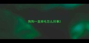 狗狗一直掉毛怎么回事