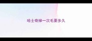 哈士奇掉一次毛要多久