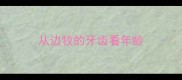 从边牧的牙齿看年龄