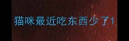 猫咪最近吃东西少了