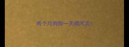两个月狗狗一天喂两次