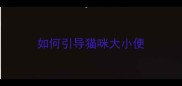 如何引导猫咪大小便
