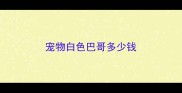 宠物白色巴哥多少钱