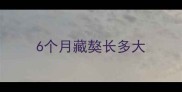 6个月藏獒长多大