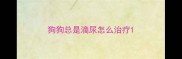 狗狗总是滴尿怎么治疗