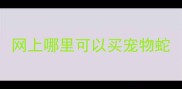 网上哪里可以买宠物蛇