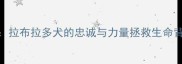 地震搜救英雄拉布拉多犬的忠诚与力量拯救生命背后的暖心故事