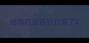 给狗打疫苗针打深了
