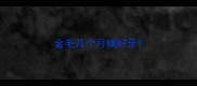 金毛几个月换好牙