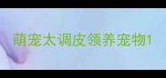 萌宠太调皮领养宠物