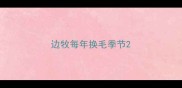 边牧每年换毛季节