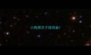 小狗用爪子挠耳朵