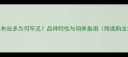 白色拉布拉多为何罕见品种特性与饲养指南附选购全攻略