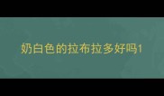 奶白色的拉布拉多好吗