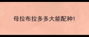 母拉布拉多多大能配种