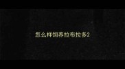 怎么样饲养拉布拉多