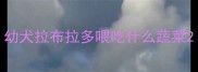 幼犬拉布拉多喂吃什么蔬菜