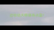 边牧幼犬眼镜有点蓝