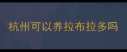 杭州可以养拉布拉多吗