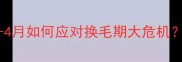 金毛爆毛季3-4月如何应对换毛期大危机全攻略来了