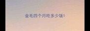 金毛四个月吃多少饭