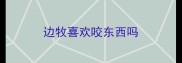 边牧喜欢咬东西吗