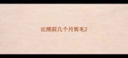比熊前几个月剪毛