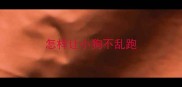 怎样让小狗不乱跑