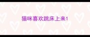 猫咪喜欢跳床上来