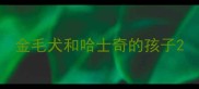 金毛犬和哈士奇的孩子