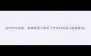 幼犬饮水指南科学掌握小狗每日饮水时间表与健康管理