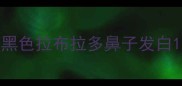黑色拉布拉多鼻子发白