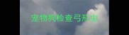 宠物狗检查弓形虫