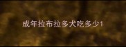 成年拉布拉多犬吃多少