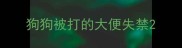 狗狗被打的大便失禁