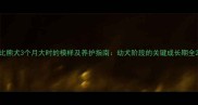 比熊犬3个月大时的模样及养护指南幼犬阶段的关键成长期全