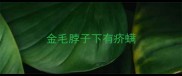 金毛脖子下有疥螨