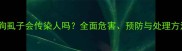 小狗虱子会传染人吗全面危害预防与处理方法