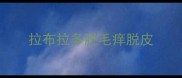 拉布拉多脱毛痒脱皮