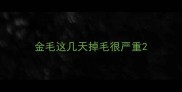 金毛这几天掉毛很严重