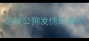 边牧公狗发情的表现